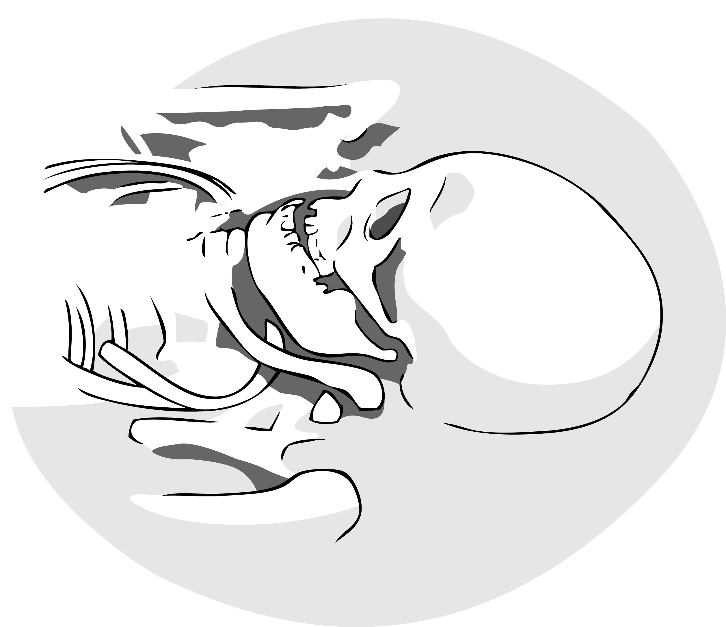 Haut-Moyen-Âge (Vème au VIIIème siècle) - Crâne déformé burgonde, illustration B. Reymond. 